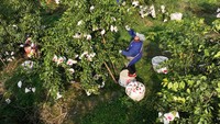 Begini potret sejumlah petani saat panen jeruk di Danling County, Meishan, Sichuan, China, Senin (30/1/2023).