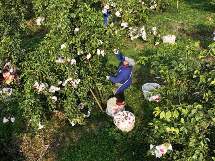 Syahdunya Panen Jeruk di China
