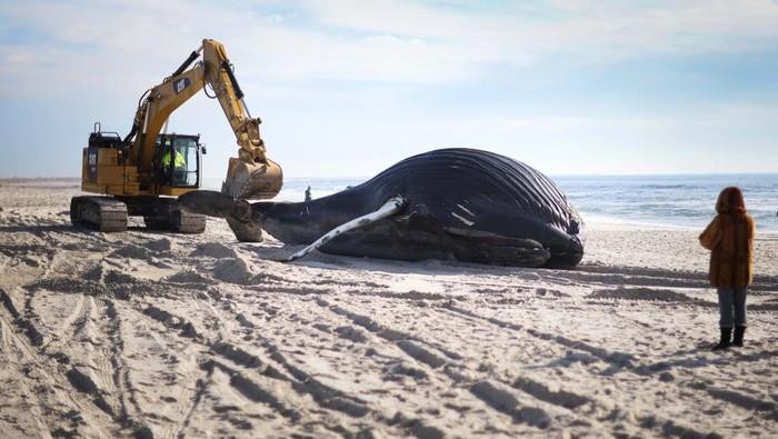 A woman walks near a dead male humpback whale that, according to town officials, washed ashore overnight on Long Island's south facing shore in Lido Beach, New York, U.S., January 30, 2023. REUTERS/Mike Segar
