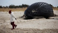 Ini adalah paus ke-18 yang terdampar di Pantai Timur sejak 1 Desember 2022.