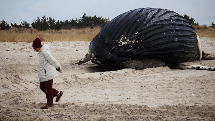 Paus Bungkuk Mati Terdampar di Pantai Lido Beach New York A woman walks near a dead male humpback whale that, according to town officials, washed ashore overnight on Long Island's south facing shore in Lido Beach, New York, U.S., January 30, 2023. REUTERS/Mike Segar