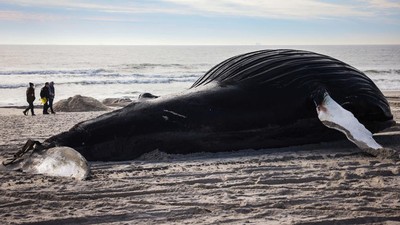 Paus Bungkuk Mati Terdampar di Pantai Lido New York