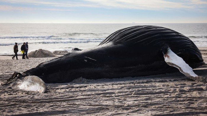 Paus Bungkuk Mati Terdampar di Pantai Lido Beach New York A woman walks near a dead male humpback whale that, according to town officials, washed ashore overnight on Long Island's south facing shore in Lido Beach, New York, U.S., January 30, 2023. REUTERS/Mike Segar
