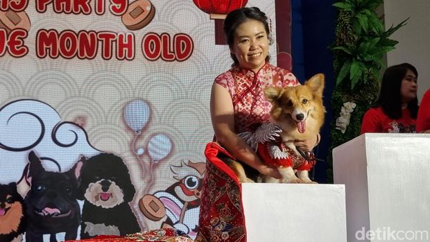 Pesta mewah perayaan ultah anjing 'anak bulu' alias anabul yang digelar crazy rich Surabaya