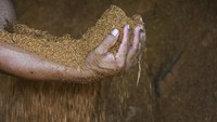 Pekerja menunjukkan serbuk kayu untuk dijadikan sebagai substitusi bahan bakar Pembangkit Listrik Tenaga Uap (PLTU) di Desa Sintung, Kecamatan Pringgarata, Lombok Tengah, NTB, Selasa (31/1/2023).