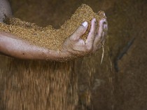 Kunci Pengembangan Biomassa di RI Ada di Bahan Baku