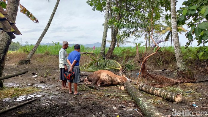 Kondisi sapi yang mati tertimpa pohon di Karangwuni, Wates, Kulon Progo, Selasa (31/1/2023).