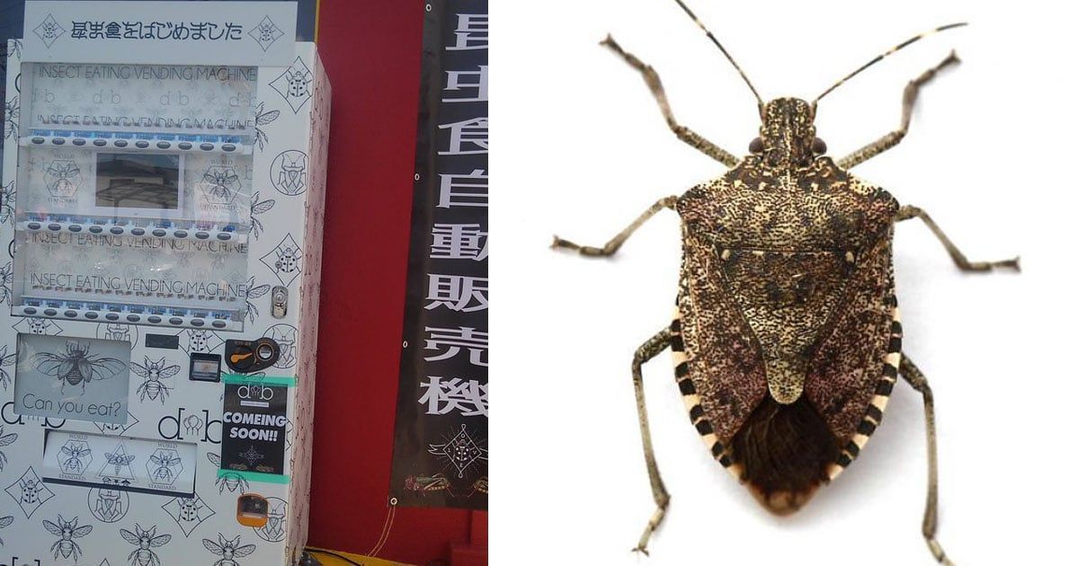 Vending Machine di Jepang Ini Viral Jual Daging Babi Hutan hingga Buaya