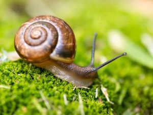 Penelitian Ungkap Escargot Dikonsumsi Sejak Zaman Purba, tapi Siputnya Super Besar