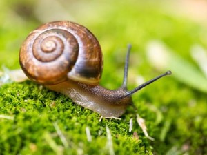 Penelitian Ungkap Escargot Dikonsumsi Sejak Zaman Purba, tapi Siputnya Super Besar