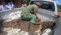 Balai Konservasi Sumber Daya Alam (BKSDA) Jambi mengevakuasi seekor buaya muara jantan dengan panjang 2,98 meter yang ditangkap warga pada Selasa (31/1/2023) malam.