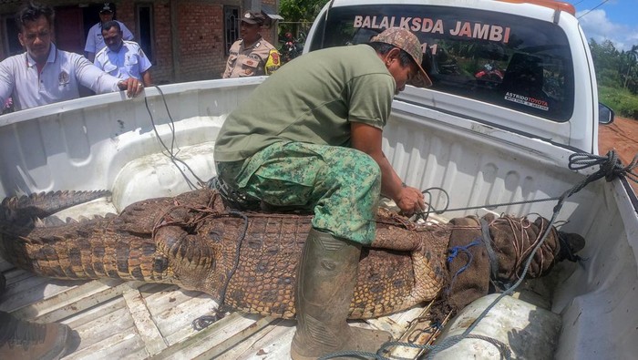 BKSDA Jambi Evakuasi Buaya Muara Jantan ke Tempat Penyelamatan Satwa Petugas mengikat seekor buaya muara (Crocodylus porosus) saat dievakuasi di Desa Catur Rahayu, Dendang, Tanjungjabung Timur, Jambi, Rabu (1/2/2023). Balai Konservasi Sumber Daya Alam (BKSDA) Jambi mengevakuasi seekor buaya muara jantan dengan panjang 2,98 meter yang ditangkap warga pada Selasa (31/1/2023) malam, ke Tempat Penyelamatan Satwa (TPS) BKSDA di Tanjungjabung Timur. ANTARA FOTO/Wahdi Septiawan/nym.