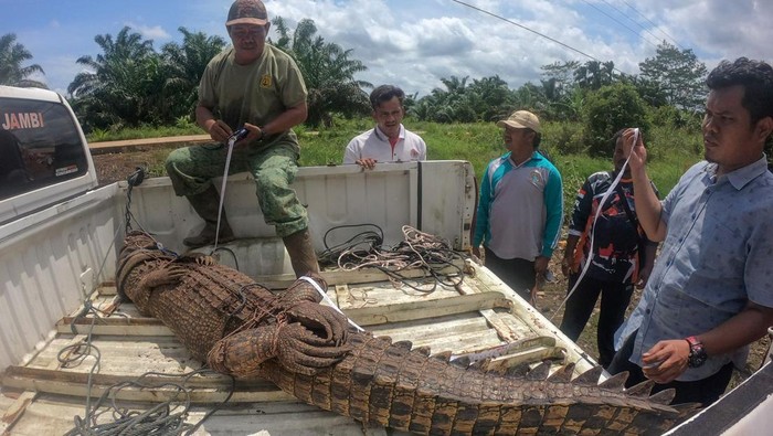 BKSDA Jambi Evakuasi Buaya Muara Jantan ke Tempat Penyelamatan Satwa Petugas mengikat seekor buaya muara (Crocodylus porosus) saat dievakuasi di Desa Catur Rahayu, Dendang, Tanjungjabung Timur, Jambi, Rabu (1/2/2023). Balai Konservasi Sumber Daya Alam (BKSDA) Jambi mengevakuasi seekor buaya muara jantan dengan panjang 2,98 meter yang ditangkap warga pada Selasa (31/1/2023) malam, ke Tempat Penyelamatan Satwa (TPS) BKSDA di Tanjungjabung Timur. ANTARA FOTO/Wahdi Septiawan/nym.