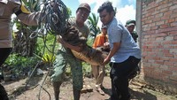 Petugas mengevakuasi seekor buaya muara (Crocodylus porosus) di Desa Catur Rahayu, Dendang, Tanjungjabung Timur, Jambi, Rabu (1/2/2023).