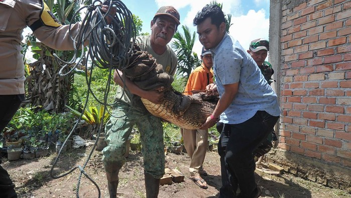 Petugas mengikat seekor buaya muara (Crocodylus porosus) saat dievakuasi di Desa Catur Rahayu, Dendang, Tanjungjabung Timur, Jambi, Rabu (1/2/2023). Balai Konservasi Sumber Daya Alam (BKSDA) Jambi mengevakuasi seekor buaya muara jantan dengan panjang 2,98 meter yang ditangkap warga pada Selasa (31/1/2023) malam, ke Tempat Penyelamatan Satwa (TPS) BKSDA di Tanjungjabung Timur. ANTARA FOTO/Wahdi Septiawan/nym.