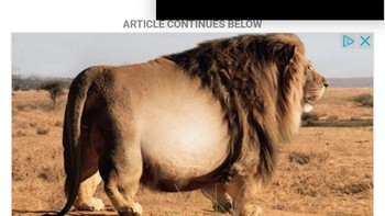 Kira-kira apa yang ada di dalam tubuh Singa itu. Foto: Reddit via Boredpanda