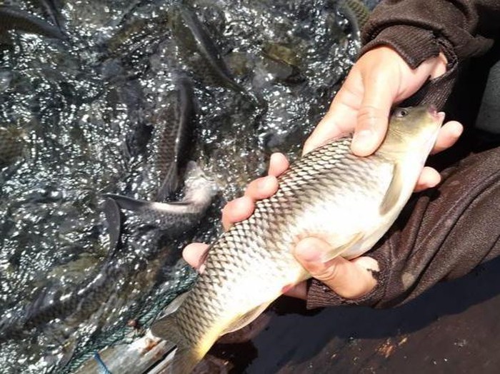 Ikan mas mendadak mati. (Dok. Pribadi Pj Bupati Kampar, Kamsol).