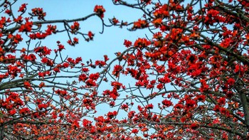 Karya Meichen Chang. Bunga Linchupi kapuk mekar penuh dari 22 Februari hingga 15 Maret di Taiwan. Linchpin Kapok Road, yang terkenal dengan mekarnya bunga oranye di penginapan musim semi, terdaftar sebagai salah satu dari 15 jalan bunga paling indah di dunia pada tahun 2015. Foto: budapestfotoawards