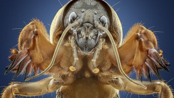 Karya Marco Jongsma. Keindahan serangga.  Foto: budapestfotoawards 