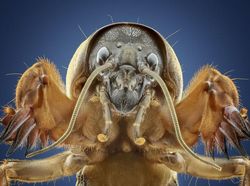 Karya Spektakuler Juara Kontes Foto Budapest 2022, Mata Dijamin Terkesima