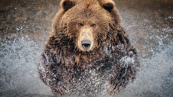 Karya Elizabeth Yicheng Shen. Meskipun beruang mulai menghabiskan lebih banyak waktu untuk mengunyah rumput, mereka tidak menyerah memancing di sungai. Elizabeth membuktikan itu, dia telah melihat beruang mencoba berkali-kali menangkap ikan salmon. Bahkan dengan tekad dan ketekunannya, sayangnya terkadang tidak keberuntungan sama sekali. Foto: budapestfotoawards