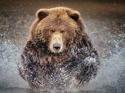 Karya Spektakuler Juara Kontes Foto Budapest 2022, Mata Dijamin Terkesima