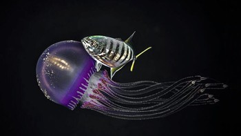 Karya Ferenc Lorincz. Foto ini diabadikan di Laut Merah, Mesir. Dilakukan saat penyelaman malam menggunakan kamera Nikon D850, Nikkor 105 Marco Lens, Ikelite Strobes. Foto: budapestfotoawards