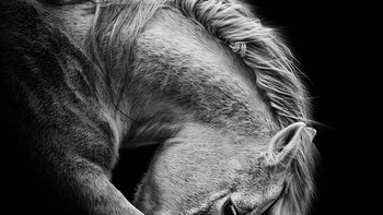 Karya Nina Spiekermann. Bagi Nina, keganasan, ketenangan, keanggunan merupakan ciri khas kuda dan setiap foto mencakup aspek dari salah satunya. Dikombinasikan dengan karakter masing-masing kita dapat melihat sejumlah besar karakteristik yang membuat setiap kuda unik dan sempurna sebagaimana adanya. Foto: budapestfotoawards