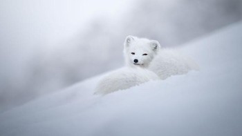 Karya Marcello Galleano. Rubah kutub yang cantik menikmati momen relaksasi dan tertidur di salju Kepulauan Svalbard, antara Norwegia dan Kutub Utara. Moncongnya yang manis dan mantelnya yang lembut, membuatnya terlihat halus tetapi sebenarnya sangat kuat dan bertahan dari suhu yang paling drastis. Foto: budapestfotoawards