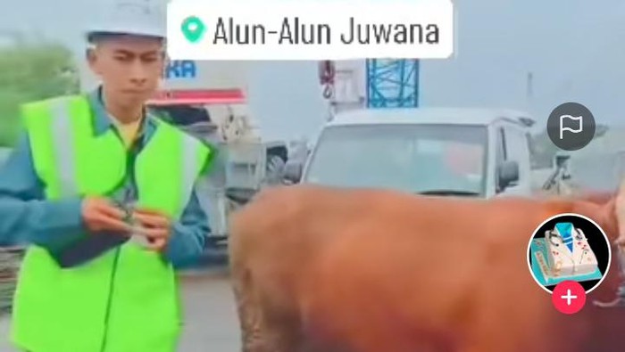 Tangkapan layar sapi yang digunakan syukuran di Jembatan Juwana.