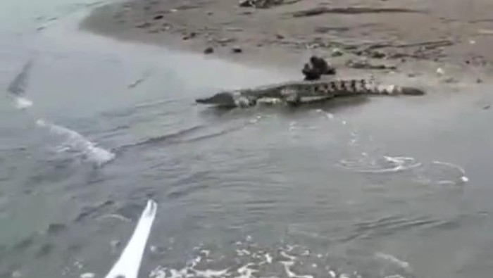 Kemunculan buaya di Mamuju Tengah, Sulbar.