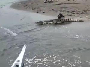 Geger Buaya Muncul di Mateng saat Warga Menyeberang Sungai Pakai Perahu