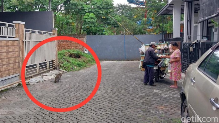 Monyet Wendit turun ke perumahan warga di Malang