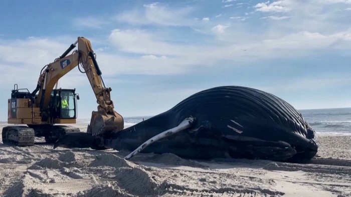 Paus bungkuk dengan panjang 10,5 meter terdampar di Lido Beach, Kota Hempstead, New York, Amerika Serikat (AS).