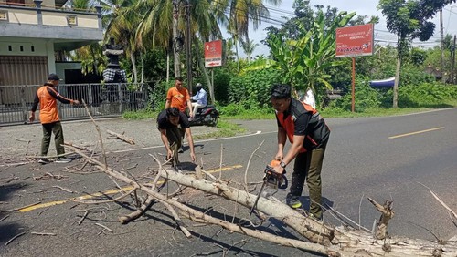 BPBD Jembrana membabat 11 pohon perindang dan 25 pohon lainnya di jalur Nasional Denpasar-Gilimanuk karena kerap menyebabkan kecelakaan.