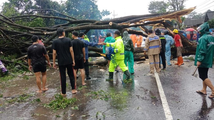 Pohon di Blitar tumbang setelah diguyur hujan deras