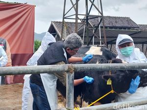 KBB Catatkan Kematian Hewan Ternak Terbanyak Akibat Wabah PMK