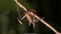 Semut Zombie Korban Jamur Ophiocordyceps yang jadi inspirasi film The Last of Us.