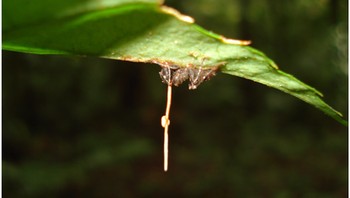 Sering kali yang terjadi seperti ini. Semut zombie mati sambil mengigit daun secara terbalik. Jamur cordyceps menumbuhkan spora di kepala jamur dan siap menjatuhkan spora kepada semut yang lewat di bawahnya, seperti sebuah jebakan. Foto: (Wikimedia)