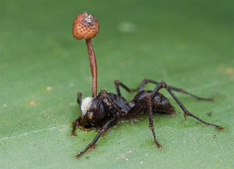 Semut Zombie Korban Jamur Ophiocordyceps yang jadi inspirasi film The Last of Us.