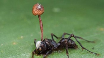 Jamur cordyceps yang sudah tumbuh spora di kepala semut yang sudah jadi zombie. Semut yang malang. Foto: (Questionable Evolution)