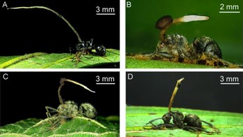 Inilah fase hidup jamur cordyceps. Dia menginfeksi semut, mengendalikannya sebagai zombie, agar semut ini mencari tempat yang pas untuk spora jamur bisa menular ke semut lain. Foto: (Nature)