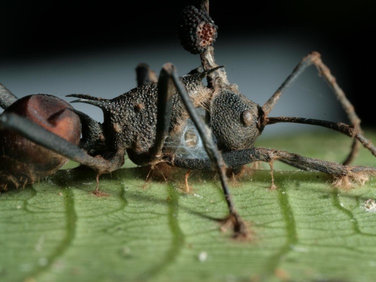 Semut Zombie Korban Jamur Ophiocordyceps Semut Zombie Korban Jamur Ophiocordyceps yang jadi inspirasi film The Last of Us.