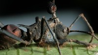 Semut Zombie Korban Jamur Ophiocordyceps yang jadi inspirasi film The Last of Us.