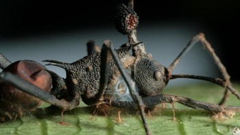 Foto close up lain seekor semut zombie yang kepalanya ditumbuhi jamur Ophiocordyceps Foto: (Penn State University)