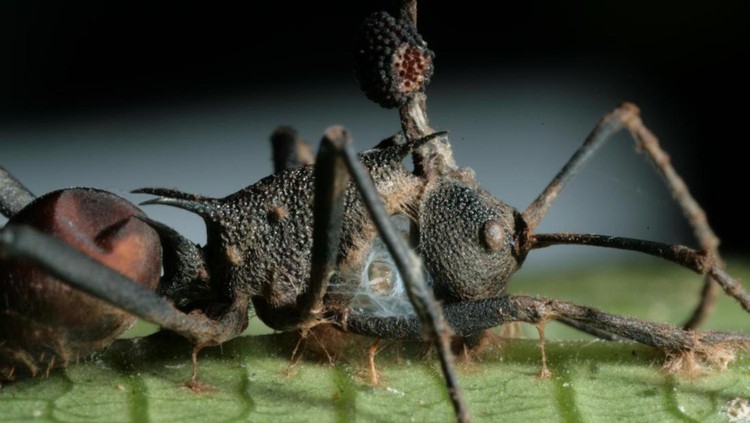 Semut Zombie Korban Jamur Ophiocordyceps yang jadi inspirasi film The Last of Us.