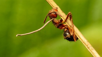 Foto horor tangkai jamur Cordyceps tumbuh dari kepala belakang seekor semut zombie. Foto: (The Atlantic/Katja Schulz/Flickr)