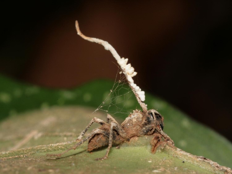 Semut Zombie Korban Jamur Ophiocordyceps Semut Zombie Korban Jamur Ophiocordyceps yang jadi inspirasi film The Last of Us.