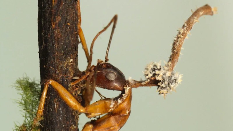 Semut Zombie Korban Jamur Ophiocordyceps yang jadi inspirasi film The Last of Us.