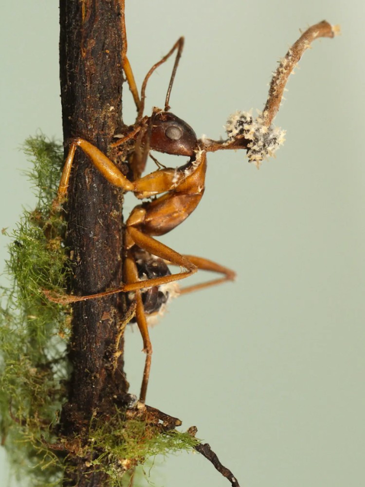 Semut Zombie Korban Jamur Ophiocordyceps Semut Zombie Korban Jamur Ophiocordyceps yang jadi inspirasi film The Last of Us.